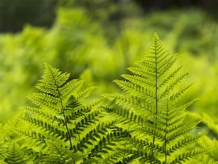 Green Energy Of The Eternal Forest - Meditation Music