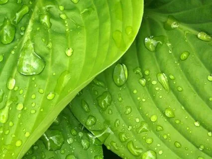 Green Energy Session