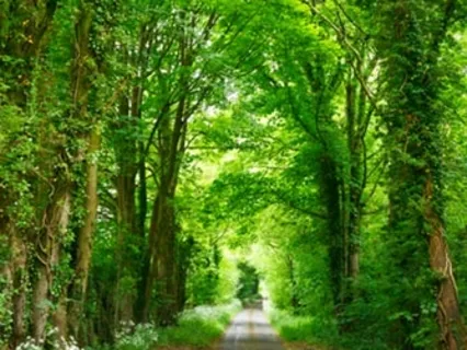 Green Heart Practice