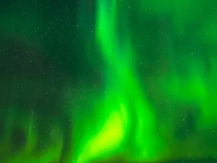 Green Lights In The Forest