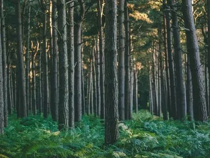 Green Noise And Harmonious Piano