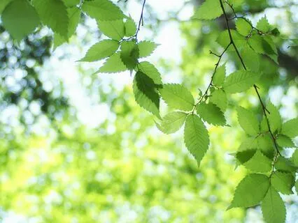 Green Noise - Better Sleep