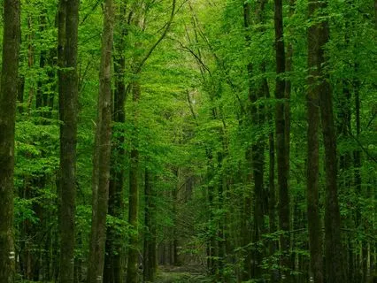 Green Noise Extended