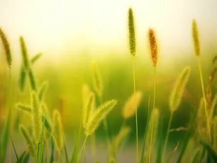 Green Noise Reduce Stress And Boost Concentration