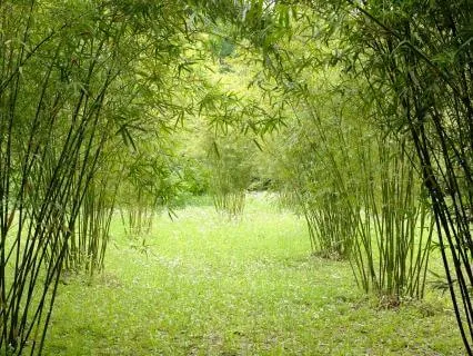 Green Noise - Relaxing / Meditation Background Noise