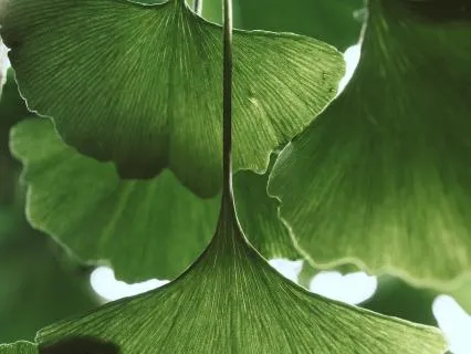 Green Noise Stereo - Relaxing / Meditation Background Noise