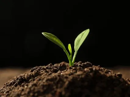 Green Shoot: A Meditation For Quiet Renewal