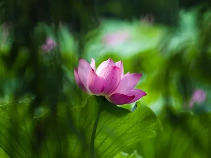 Green Tara: Healing Energy