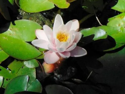 Green Tara Mantra: 108 Repetitions For Meditation