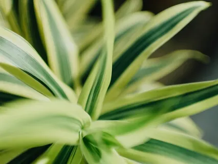 Green Tara Mantra For Extreme Peace And Relaxation