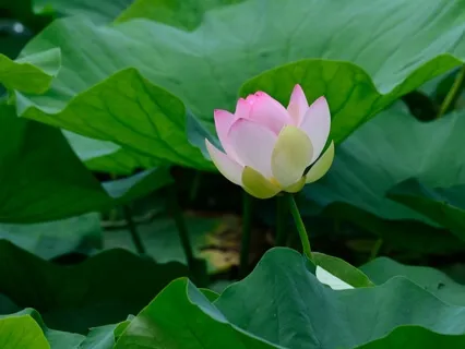 Green Tara Transmission