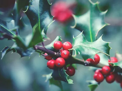 Greensleeves | What Child Is This (Solo Piano)