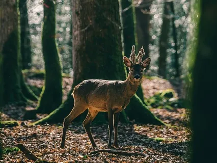 Greenwood Gods: Cernunnos