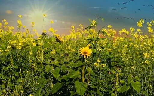 Greeting The Morning Meditation