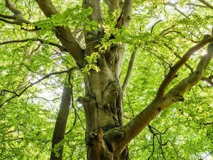 Gregorian Chants Meditation, Sacred, Peace, Reflection