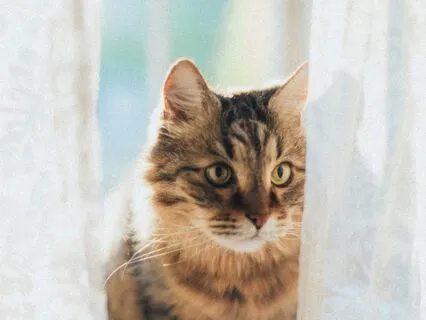 Grief And Gratitude | The Calm Sleep Lofi Beats Collection