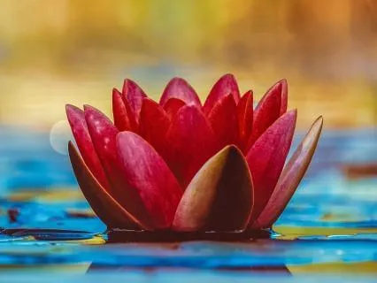 Grief And Loss Meditation Practice