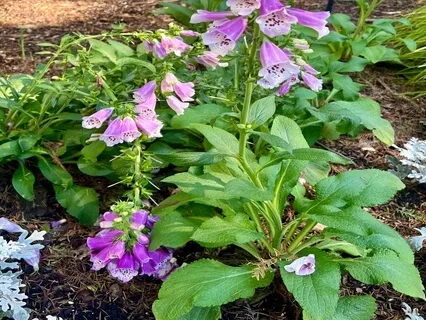 Grief And Renewal: Sacred Tears, Sacred Bloom
