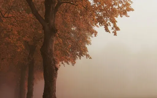 Grief Clearing Calming Music