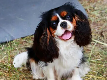 Grief & Fear Meditation - Healing Our Animal Friends Series