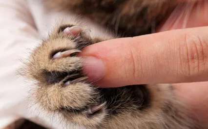 Grief. Loss Of An Animal