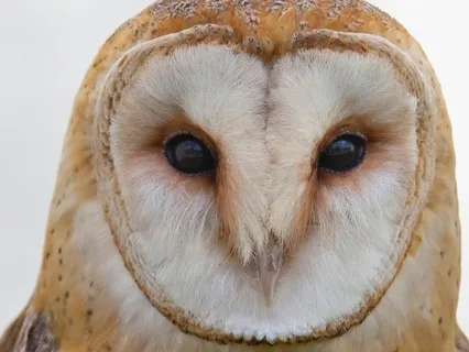 Grief & Loss Reiki Meditation