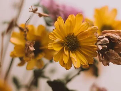 Grief Practice & Poetry