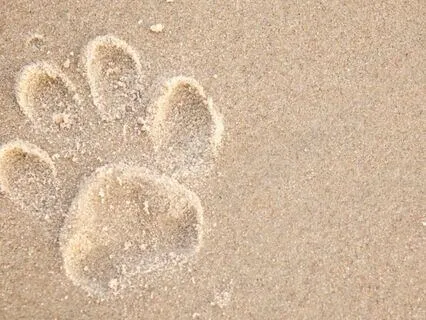 Grieving Fido: A Meditation For The Loss Of A Dog