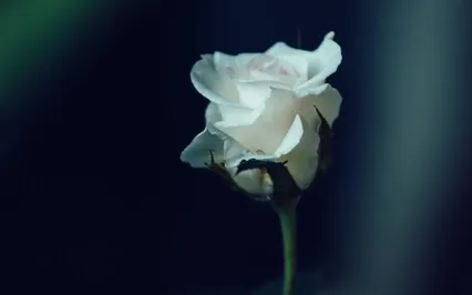 Grieving The Loss Of The Beloved One