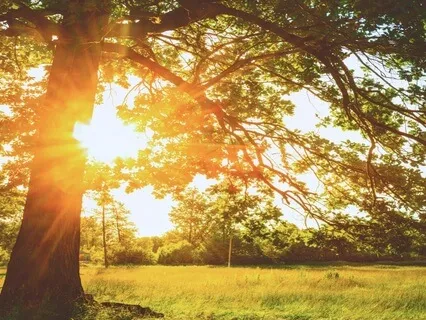 Ground, Center, Connect: Guided Earth Meditation