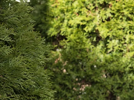 Become Centred & Grounded 