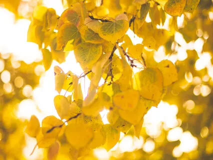 Ground Cleanse & Protect Mini