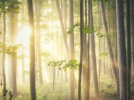 Ground, Cleanse & Protect