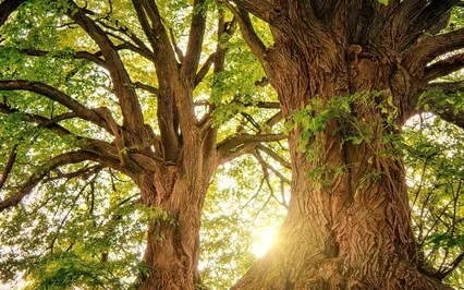 Ground, Cleanse, Trust