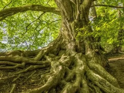 Ground, Clear,  Protect Your Energy