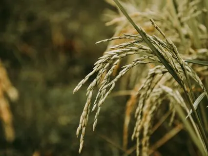 Ground Into Deep Body Presence