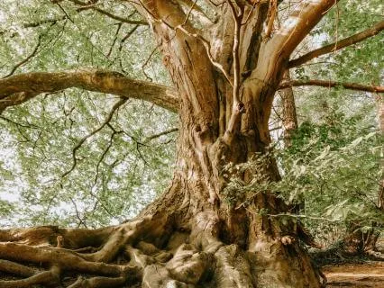 Ground, Receive, And Thrive Meditation