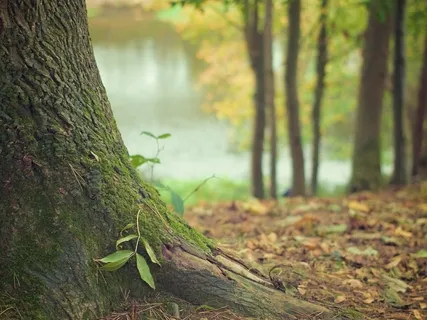 Ground With Gaia, Align To Source 