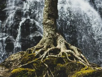 Ground Yourself With The Wisdom Of A Tree