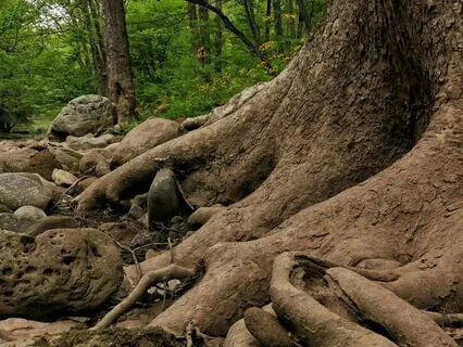 Grounded And Free Equanimity In The Body