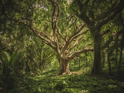 Grounded & Protected (Connecting To Mama Earth)