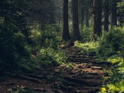 Grounded Breath: A Forest Box Breathing Meditation
