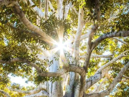 Grounded Chakras Healing Music
