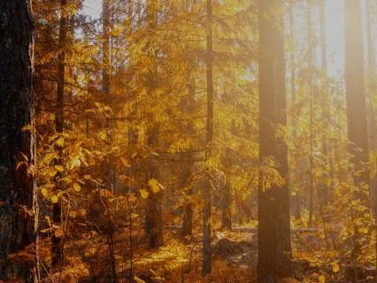 Grounded Focus | Deep Brown Noise