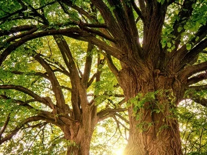 "GROUNDED IN ABUNDANCE FOR ROOT CHAKRA CLEARING"