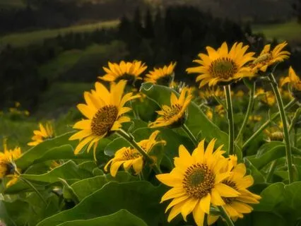 Terra Koshi Chime & Cricket Song (Long)