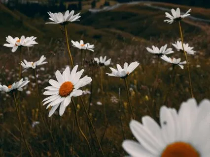 Terra Koshi Chime & Cricket Song (Short)