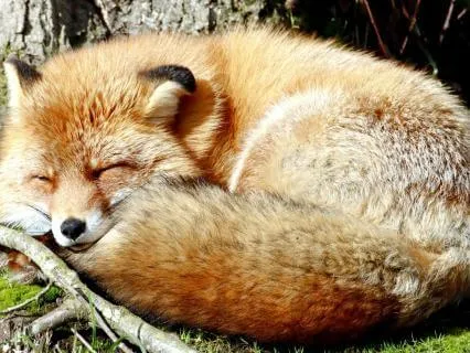 Grounded Life Sleepy Time Meditation