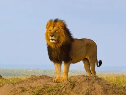 Grounded Masculinity (Poem)