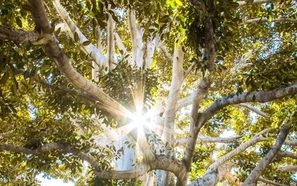 Grounded Meditation: The Tree